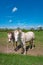 View over beautiful farm grassland landscape with two horses in the pasture, Germany, Summer, at sunny day and blue sky