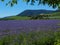 View over blue Purple Tansy field in countryside in hot summer day. Green blue purple flowers in blossom