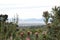 View over Cape Town from the Botanical Garden with many pink King Proteas in front in South Africa