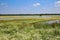 View over chamomile flowers field  on floodland at river maas against blue sky in summer - Netherlands, well, limburg