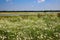 View over chamomile flowers field  on floodland at river maas against blue sky in summer - Netherlands, well, limburg