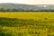 View over a dandelion meadow in the Mintarder Ruhr lowlands in the evening sun