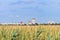 View over dry corn, that was destroyed by the drought, to the skyline of Berlin