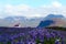 View over field purple lupines on lutheran catholic small red white church,  snow capped rugged mountains background - near