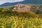 A view over a field of sunflowers towards the Umbrian village of Bovara Pigge near Terni, Italy