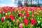 View over field of tulips in Keukenhof garden, Netherlands