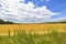 View over golden harvested fields to trees and buildings on the horizon under a blue and cloudy sky