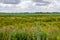 View over green marshland to lots of wind turbines on the horizon, Friesland