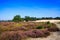 View over heath field with purple blooming heather erica flowers on sand dunes with green conifer forest against blue sky - Loonse