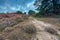 View over a heathland field in full bloom in Holland