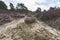 View over a heathland field in full bloom in Holland