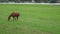 View over a horse pasture into the valley of the river Maas near the city from Kessel in the Dutch province of Limburg,