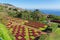 View over Jardim Botanico garden on Madeira island