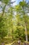 View over magical ancient pine and spruce forests, Dolomites, South Tyrol, Italy