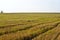 The view over the meadow after a summer of mowing