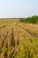 The view over the meadow after a summer of mowing