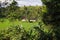 View over palm trees on green rice field paddy valley with traditional idyllic farm house - Sri Lanka