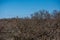 View over a part forest in early spring. A stone tower in the distance