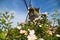 View over pink flower heads of climbing rose rosa setigera, blurred windmill background - Beesel, Netherlands, Molen de grauwe