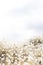 View over rabbit`s foot grass at the beach to sky on a cloudy bright day