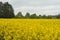 View over rapeseed field to farmhouse with orchard and wooden barn