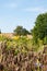 View over summer landscape in swabian alb