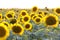 View over a sunflower field during an amazing colourful summer sunset light.