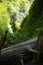 View over a tree trunk in a canyon filled with ferns and a rocky creek running through it