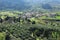 View over the village with olive-trees and cypress from the top of the village Orvieto in Italy in the summer.