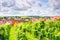 View over a vineyard and the village Wipfeld