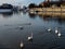 View over vistula riverbanks. White swans swimming across the river.