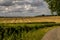 View over a wheat field in the county of Hampshire in the UK on a sunny Summer`s day.