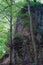 View on a overgrown rock wall in a forest