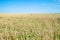 view of overgrown wheat field in summer