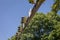 View of overhead traffic signal lights on an extension arm, blue sky and green trees