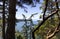 View through the pacific madrone trees of the harbor in deception pass in Washington state