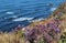 View of the Pacific Ocean and the Flower Covered Bluffs of the Palos Verdes Peninsula, Los Angeles, California