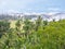 A view of paddy fields from Kantalai dam .