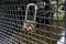 View of the padlock hanging on the fence of the bridge over the river