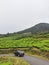 View Pagaralam tea plantation in the afternoon