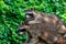 View of pair adult common raccoons on the green background