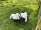 A view of a pair of Bewick Swans