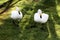 A view of a pair of Bewick Swans