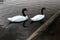 A view of a  pair of Black Necked Swans