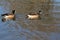 A view of a pair of Chiloe Wideon Ducks