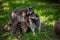 View of a pair common raccoons on the meadow