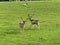 A view of a pair of Fallow Deer
