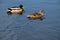 A view of a pair of Mallard Ducks