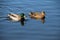 A view of a pair of Mallard Ducks