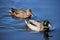 A view of a pair of Mallard Ducks